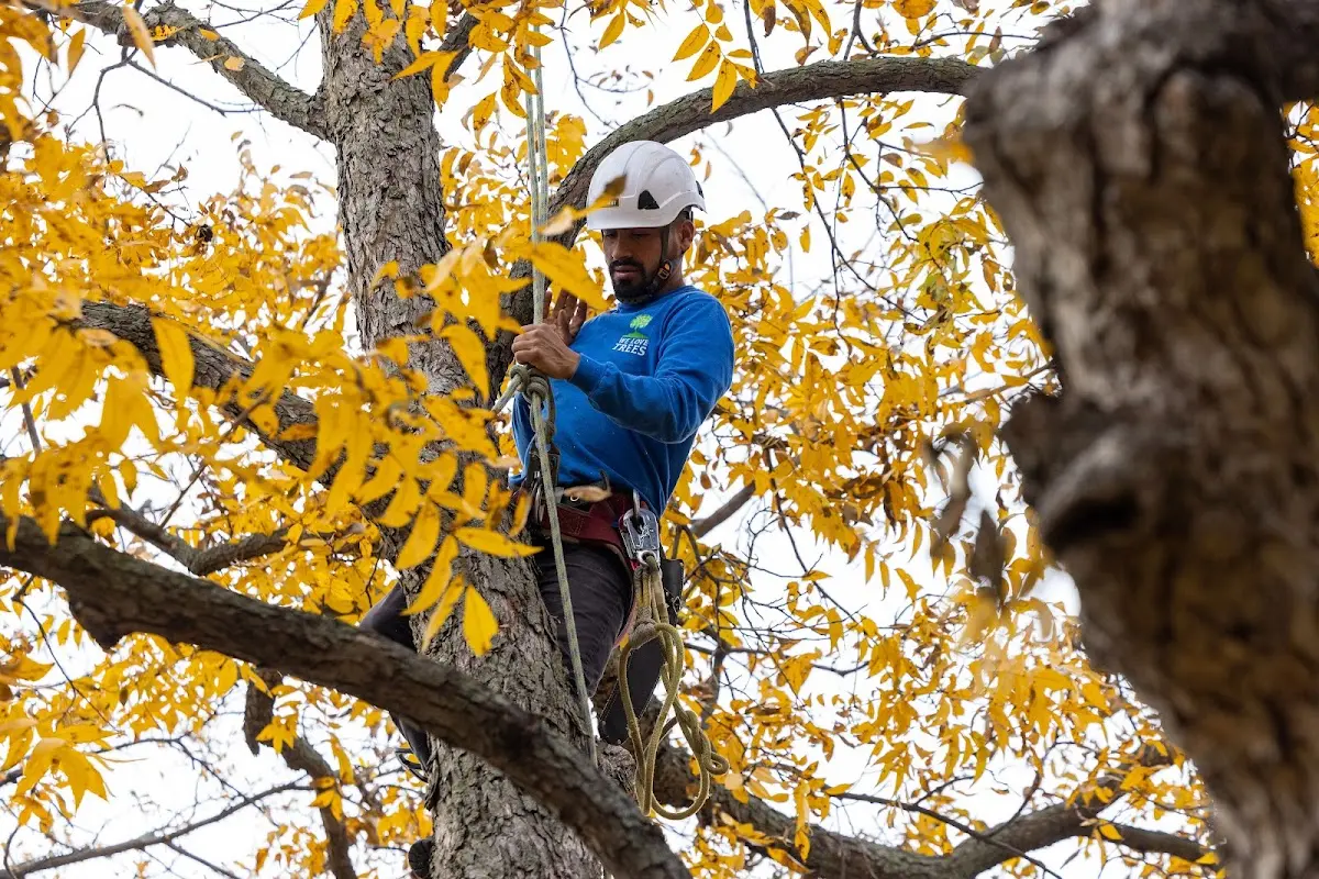 Skilled Storm Damage Cleanup crew working in Collinsville